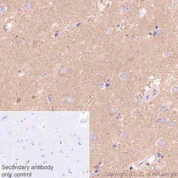 Immunohistochemistry (Formalin/PFA-fixed paraffin-embedded sections) - Anti-Rab5 antibody [EPR21801] - BSA and Azide free (AB231095)