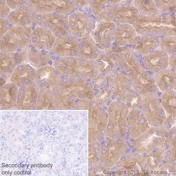 Immunohistochemistry (Formalin/PFA-fixed paraffin-embedded sections) - Anti-Rab5 antibody [EPR21801] - BSA and Azide free (AB231095)