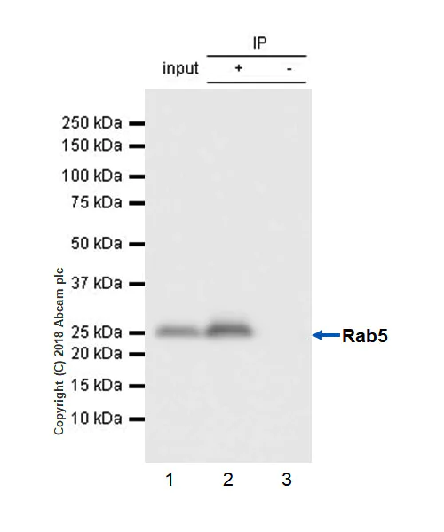 Immunoprecipitation - Anti-Rab5 antibody [EPR21801] - BSA and Azide free (AB231095)