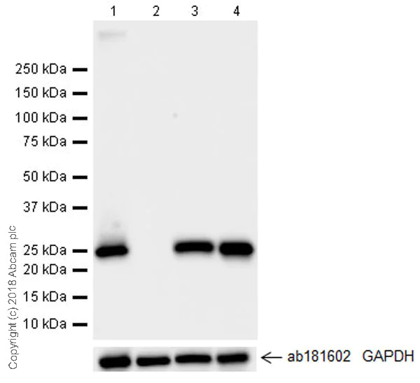 Western blot - Anti-Rab5 antibody [EPR21801] - BSA and Azide free (AB231095)