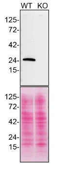 Western blot - Anti-Rab5 antibody [EPR21801] - BSA and Azide free (AB231095)