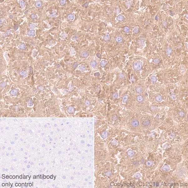 Immunohistochemistry (Formalin/PFA-fixed paraffin-embedded sections) - Anti-Rab5 antibody [EPR21801] - Early Endosome Marker (AB218624)