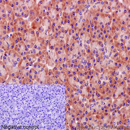 Immunohistochemistry (Formalin/PFA-fixed paraffin-embedded sections) - Anti-Rab5 antibody [EPR5438] - BSA and Azide free (AB234908)