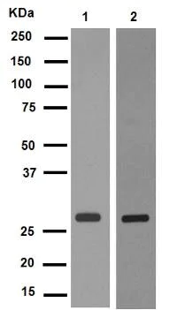 Western blot - Anti-Rab5 antibody [EPR5438] - BSA and Azide free (AB234908)