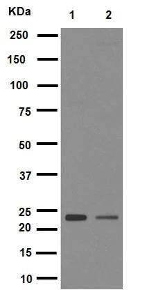 Western blot - Anti-Rab5 antibody [EPR5438] - BSA and Azide free (AB234908)