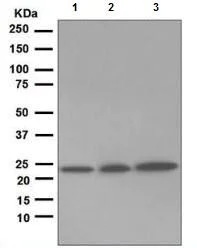 Western blot - Anti-Rab5 antibody [EPR5438] - BSA and Azide free (AB234908)