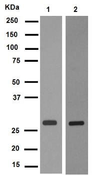 Western blot - Anti-Rab5 antibody [EPR5438] - Early Endosome Marker (AB109534), expandable thumbnail