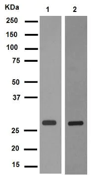 Western blot - Anti-Rab5 antibody [EPR5438] - Early Endosome Marker (AB109534)