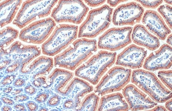 Immunohistochemistry paraffin embedded sections - Anti-RAB6A antibody [HL1047] (AB308377), expandable thumbnail