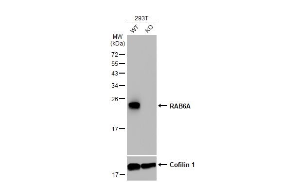 Western blot - Anti-RAB6A antibody [HL1047] (AB308377), expandable thumbnail