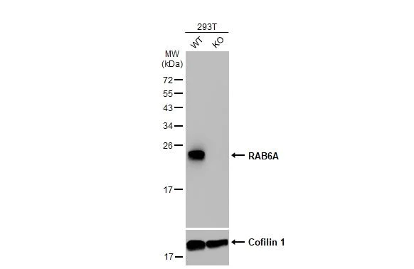 Western blot - Anti-RAB6A antibody [HL1047] (AB308377)