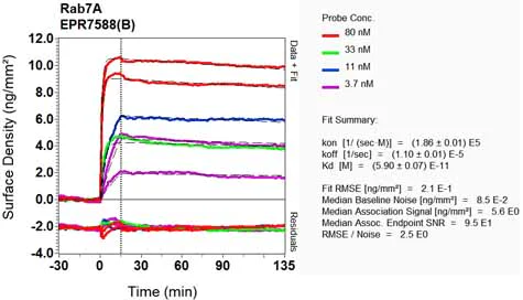 OI-RD Scanning - Anti-RAB7 antibody [EPR7588(B)] - BSA and Azide free (AB238990)