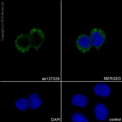 Immunocytochemistry/ Immunofluorescence - Anti-RAB7 antibody [EPR7589] (AB137029), expandable thumbnail