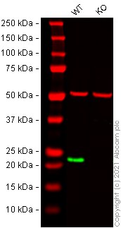 Western blot - Anti-RAB7 antibody [EPR7589] - BSA and Azide free (AB214806), expandable thumbnail