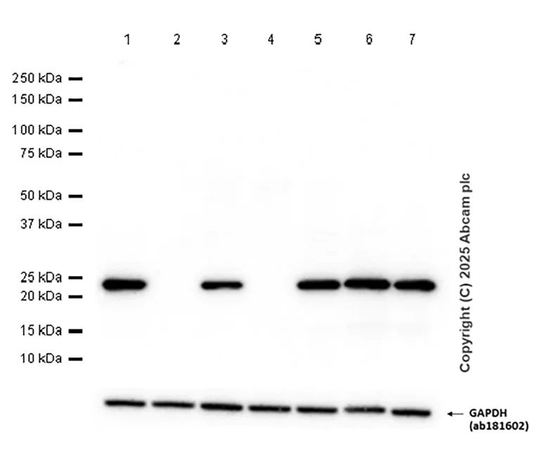 Western blot - Anti-RAB7 antibody [EPR7589] - BSA and Azide free (AB214806)