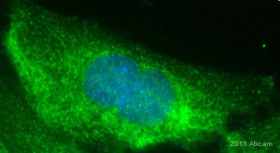 Immunocytochemistry/ Immunofluorescence - Anti-RAB7 antibody [EPR7589] - Late Endosome Marker (AB137029)