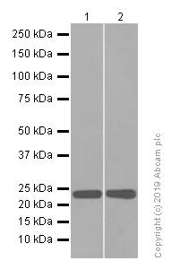 Western blot - Anti-RAB7 antibody [EPR7589] - Late Endosome Marker (AB137029)