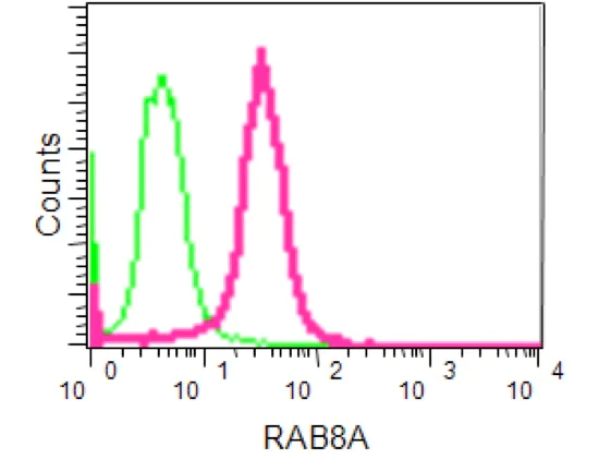 Flow Cytometry (Intracellular) - Anti-RAB8A antibody [EPR14873] - Low endotoxin, Azide free (AB221780)