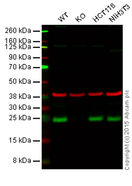 Western blot - Anti-RAB8A antibody [EPR14873] - Low endotoxin, Azide free (AB221780), expandable thumbnail