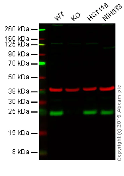 Western blot - Anti-RAB8A antibody [EPR14873] - Low endotoxin, Azide free (AB221780)