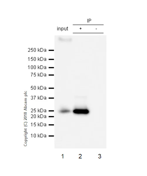Immunoprecipitation - Anti-RAB8A antibody [MJF-R22-79-3] - BSA and Azide free (AB243568)