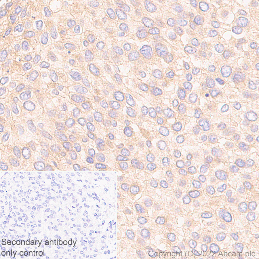 Immunohistochemistry - Anti-RAB8A antibody [MJF-R22-79-3] - Mouse IgG2a (Chimeric) (ab307607), expandable thumbnail