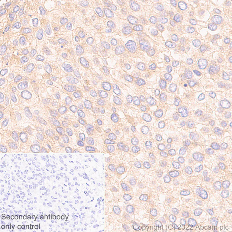 Immunohistochemistry - Anti-RAB8A antibody [MJF-R22-79-3] - Mouse IgG2a (Chimeric) (AB307607)