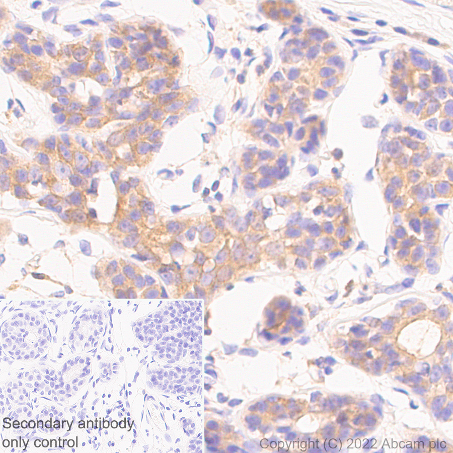 Immunohistochemistry - Anti-RAB8A antibody [MJF-R22-79-3] - Mouse IgG2a (Chimeric) (ab307607), expandable thumbnail