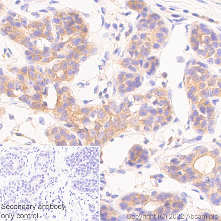 Immunohistochemistry - Anti-RAB8A antibody [MJF-R22-79-3] - Mouse IgG2a (Chimeric) (AB307607)