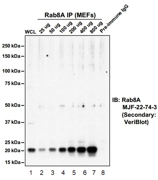 Immunoprecipitation - Anti-RAB8A antibody [MJF-R22] (AB237702)