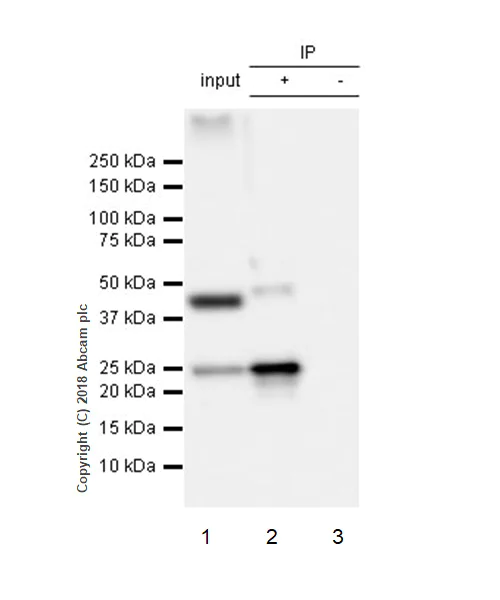 Immunoprecipitation - Anti-RAB8A antibody [MJF-R22] (AB237702)