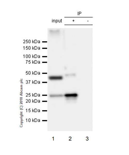 Immunoprecipitation - Anti-RAB8A antibody [MJF-R22] - BSA and Azide free (AB238651)