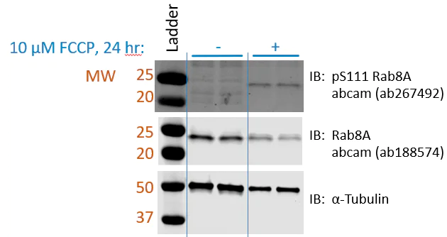 Western blot - Anti-RAB8A (phospho S111) antibody [MJF-R27-30] (AB267492)