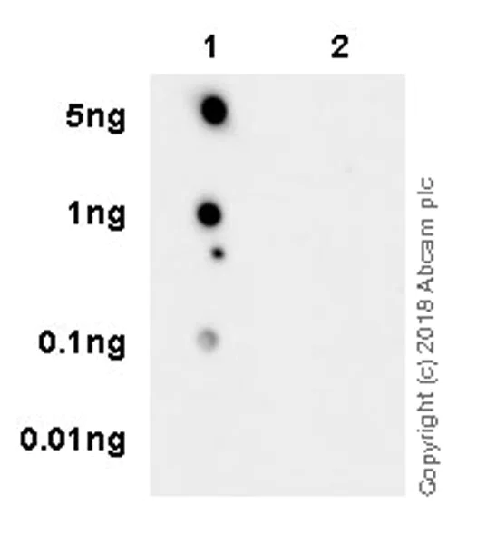 Dot Blot - Anti-RAB8A (phospho T72) antibody [MJF-R20] - BSA and Azide free (AB231706)