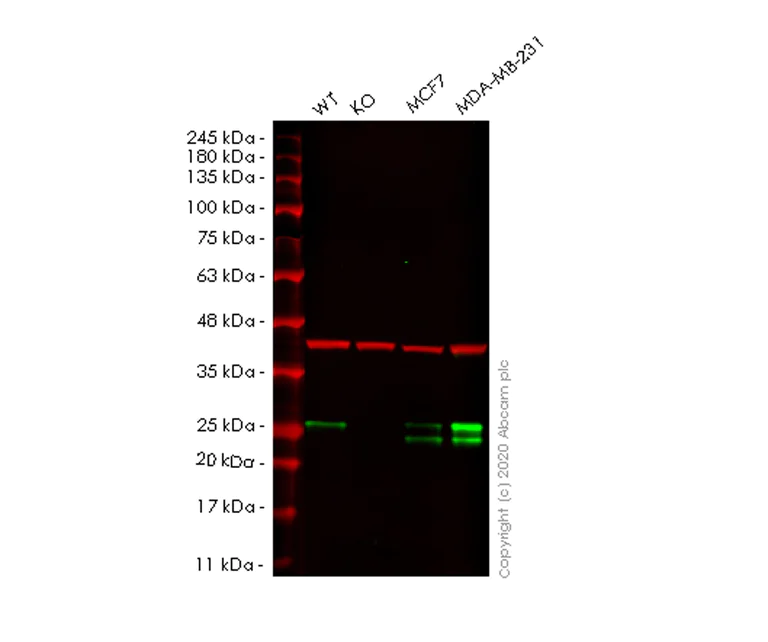 Western blot - Anti-Rab9 antibody [EPR13272] - BSA and Azide free (AB236127)