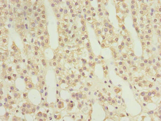 Immunohistochemistry (Formalin/PFA-fixed paraffin-embedded sections) - Anti-Rab9 antibody - Late Endosome Marker (AB235538)