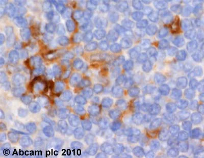 Immunohistochemistry (Formalin/PFA-fixed paraffin-embedded sections) - Anti-Rab9 antibody [Mab9] - Late Endosome Marker (AB2810)