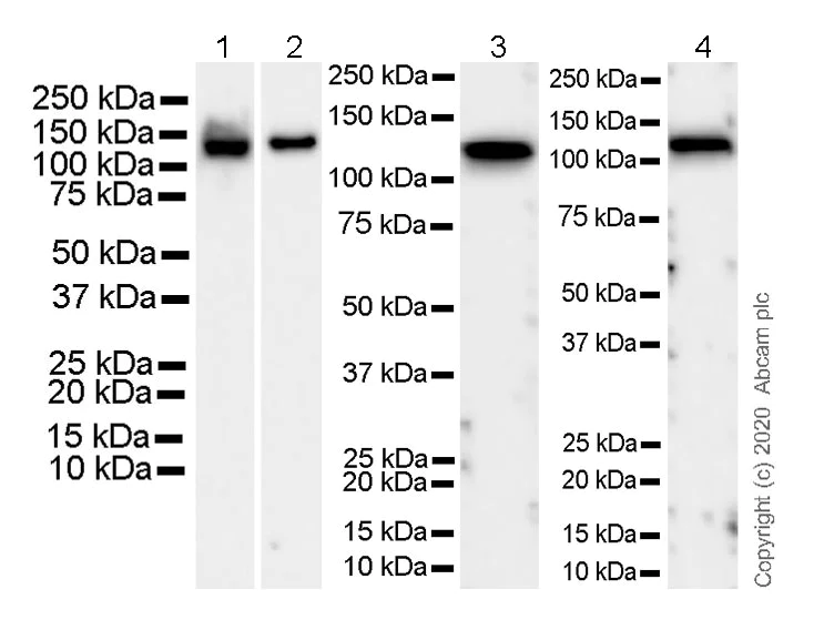 Western blot - Rabbit Anti-Armenian hamster IgG H&L (HRP) (AB5745)