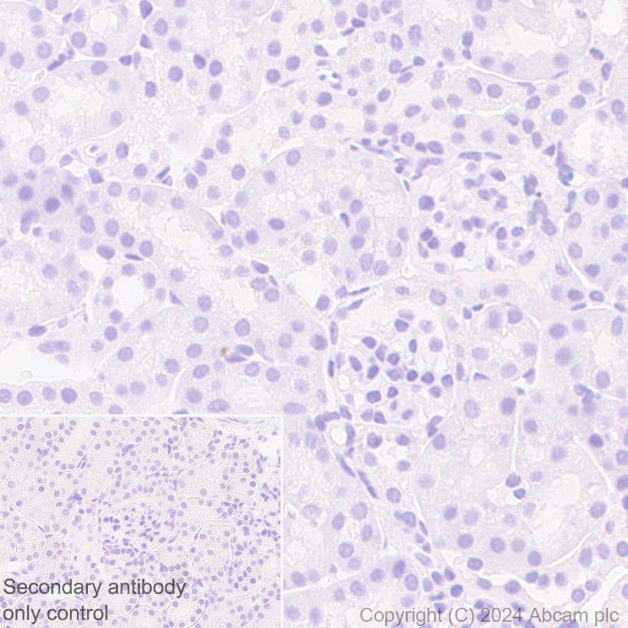 Immunohistochemistry (Formalin/PFA-fixed paraffin-embedded sections) - Rabbit Anti-Chicken IgY H&L (AB97136), expandable thumbnail