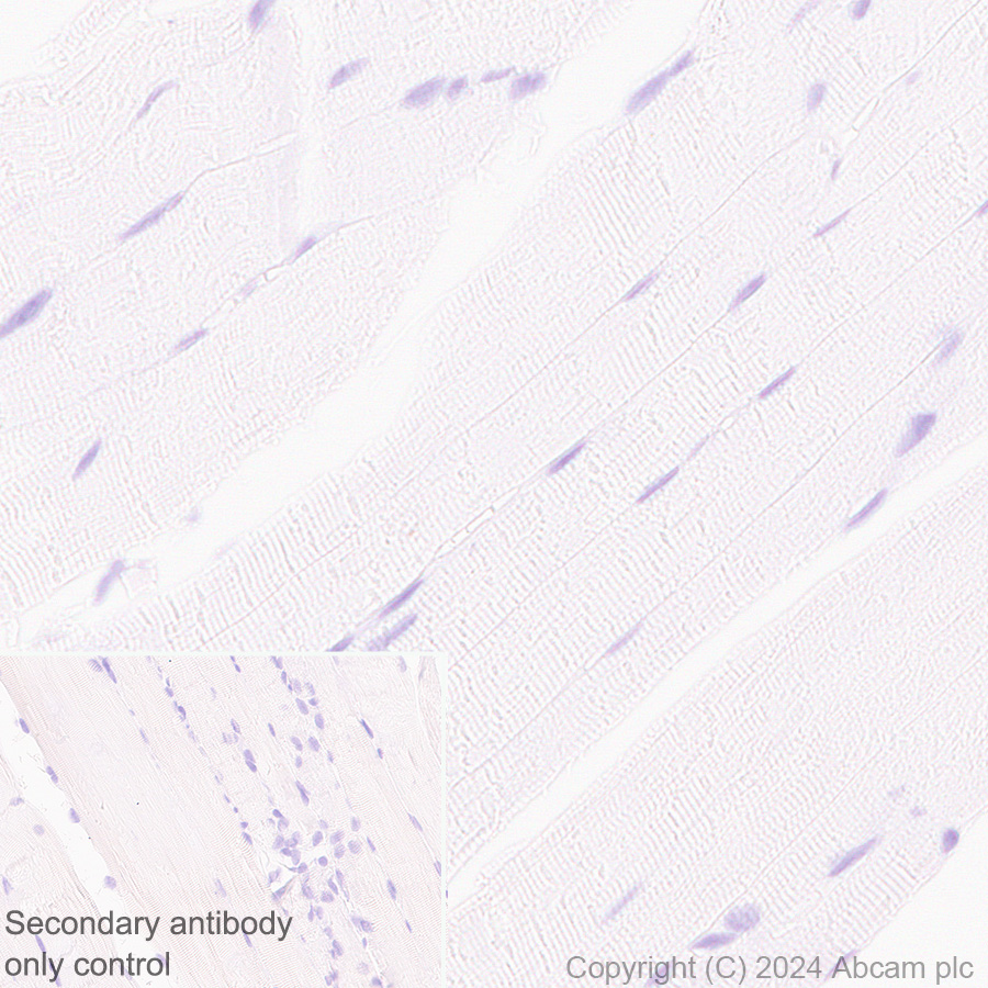 Immunohistochemistry (Formalin/PFA-fixed paraffin-embedded sections) - Rabbit Anti-Chicken IgY H&L (AB97136), expandable thumbnail
