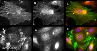 Immunocytochemistry/ Immunofluorescence - Rabbit Anti-Chicken IgY H&L (Biotin) (AB6752)