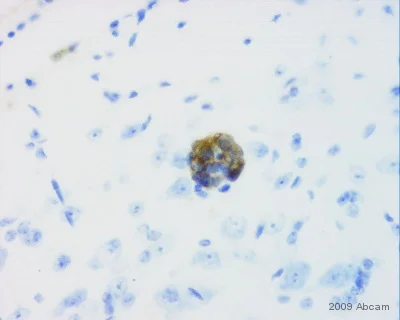 Immunohistochemistry (Frozen sections) - Rabbit Anti-Chicken IgY H&L (Biotin) (AB6752)