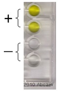 ELISA - Rabbit Anti-Chicken IgY H&L (HRP) (AB6753), expandable thumbnail