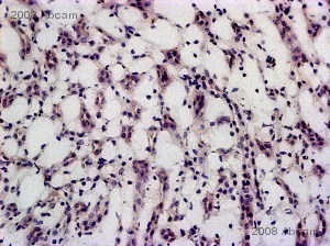 Immunohistochemistry (Frozen sections) - Rabbit Anti-Chicken IgY H&L (HRP) (AB6753)