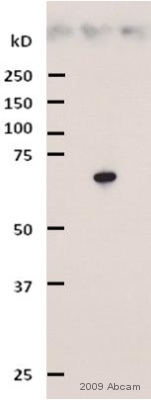 Western blot - Rabbit Anti-Chicken IgY H&L (HRP) (AB6753), expandable thumbnail