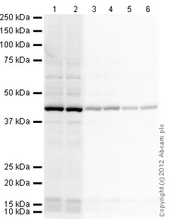 Western blot - Rabbit Anti-Chicken IgY H&L (HRP) (AB97140)