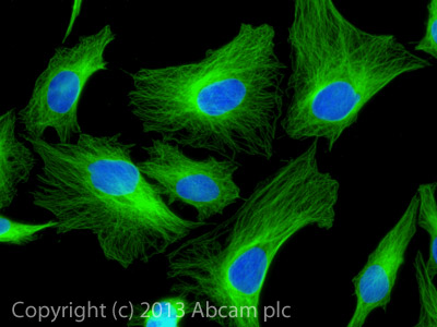 Immunocytochemistry/ Immunofluorescence - Rabbit F(ab')2 Anti-Mouse IgG H&L (Alexa Fluor® 488) (AB169345)