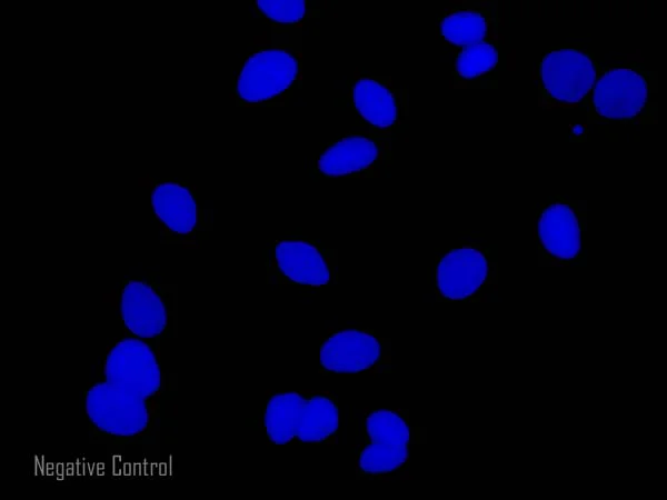 Immunocytochemistry/ Immunofluorescence - Rabbit F(ab')2 Anti-Mouse IgG H&L (Alexa Fluor® 488) (AB169345)
