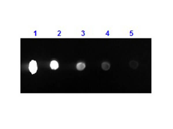 Dot Blot - Rabbit F(ab')2 Anti-Mouse IgG - H&L (PE), pre-adsorbed (AB7000), expandable thumbnail