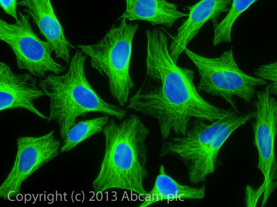 Immunocytochemistry/ Immunofluorescence - Rabbit F(ab')2 Anti-Rat IgG H&L (Alexa Fluor® 488) (AB169346)